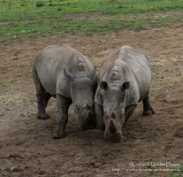 Zamba, Jamba and Zuberi the rhinoceroses at Manor Park Wildlife Park, Pembrokes...