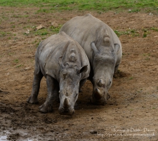 Zamba, Jamba and Zuberi the rhinoceroses at Manor Park Wildlife Park, Pembrokes...