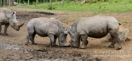 Zamba, Jamba and Zuberi the rhinoceroses at Manor Park Wildlife Park, Pembrokes...