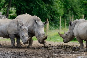 Zamba, Jamba and Zuberi the rhinoceroses at Manor Park Wildlife Park, Pembrokes...