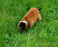 Sneak Attack