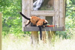 Manor House Wildlife Park