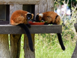 Manor House Wildlife Park