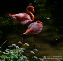 Manor House Wildlife Park