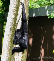 Manor House Wildlife Park