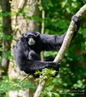 Manor House Wildlife Park