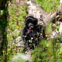 Manor House Wildlife Park