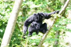 Manor House Wildlife Park