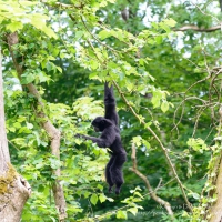 Swing Gibbon