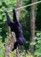 Manor House Wildlife Park