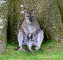 Manor House Wildlife Park
