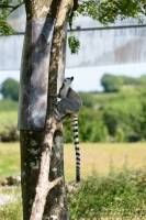 Manor House Wildlife Park