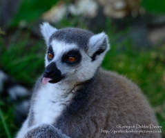 Manor House Wildlife Park