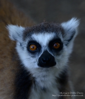 Manor House Wildlife Park