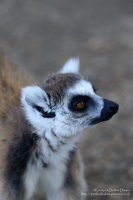 Manor House Wildlife Park
