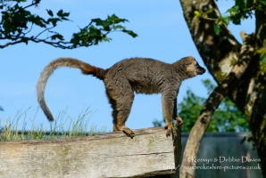 Manor House Wildlife Park