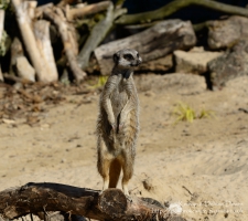 Manor House Wildlife Park