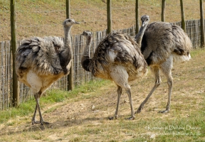 Manor House Wildlife Park