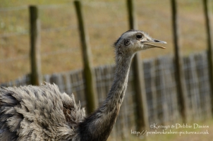 Manor House Wildlife Park