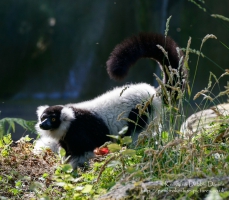 Manor House Wildlife Park