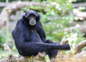 Manor House Wildlife Park