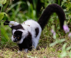 Black-and-white Ruffed Lemur at Manor House Wildlife Park
