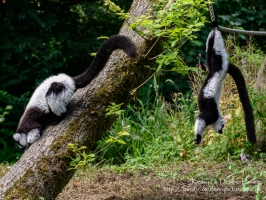 Black-and-white Ruffed Lemur at Manor House Wildlife Park