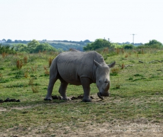 Manor House Wildlife Park