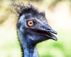 Manor House Wildlife Park