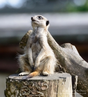 Manor House Wildlife Park