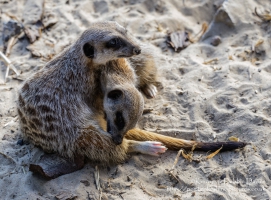 Manor House Wildlife Park