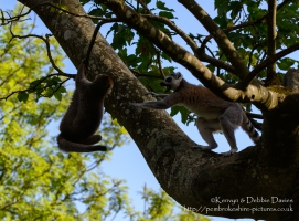 Manor House Wildlife Park