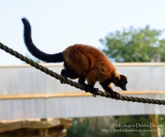 Tightrope