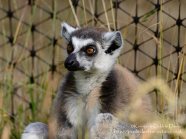 Manor House Wildlife Park
