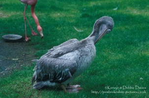 Pelican in Manor Park (Scanned slide from 1993)