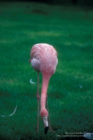 Pink Flamingo in Manor Park
