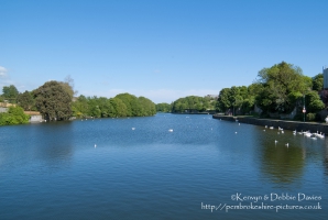 Swans on the River Cleddau in Pembroke