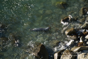 A seal family in Abereiddy