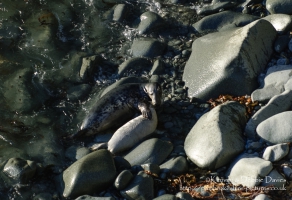 A seal family in Abereiddy