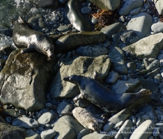 A seal family in Abereiddy