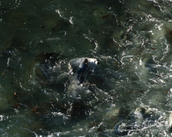 A seal family in Abereiddy