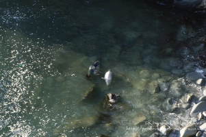 A seal family in Abereiddy