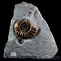 Ammonite Asteroceras Obtusum from Lyme Regis, Dorest. 180 Million years old.