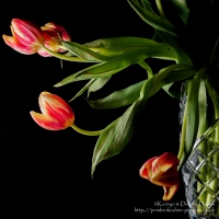 Fallen Flowers