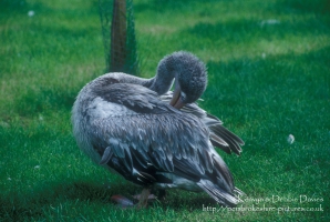 Manor House Wildlife Park, 1993