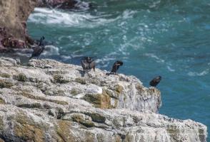 St. Govan's Head, Castlemartin, Pembrokeshire