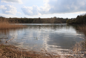 Bosherston Lily Ponds