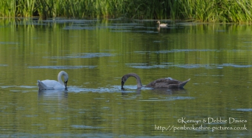 Swans at Stackpole Estate, Pembrokeshire