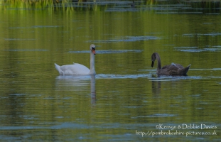 Swans at Stackpole Estate, Pembrokeshire