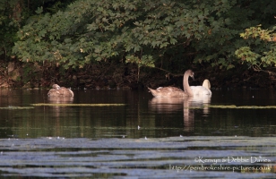 Stackpole Estate, Bosherston Lily Ponds
